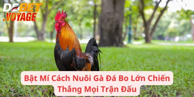 Bật Mí Cách Nuôi Gà Đá Bo Lớn Chiến Thắng Mọi Trận Đấu 5 Bật Mí Cách Nuôi Gà Đá Bo Lớn Chiến Thắng Mọi Trận Đấu