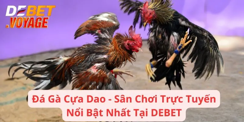 Đá Gà Cựa Dao - Sân Chơi Trực Tuyến Nổi Bật Nhất Tại DEBET 8 Đá Gà Cựa Dao - Sân Chơi Trực Tuyến Nổi Bật Nhất Tại DEBET