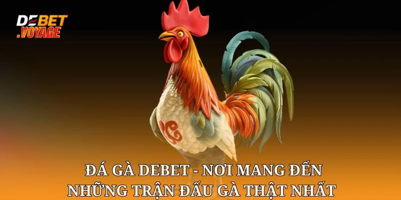 Đá gà chọi DEBET - Nơi Mang Đến Những Trận Đấu Gà Thật Nhất 5 Đá gà chọi DEBET - Nơi Mang Đến Những Trận Đấu Gà Thật Nhất