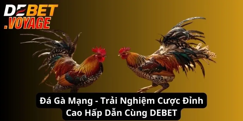 Đá Gà Mạng - Trải Nghiệm Cược Đỉnh Cao Hấp Dẫn 2024 9 Đá Gà Mạng - Trải Nghiệm Cược Đỉnh Cao Hấp Dẫn 2024