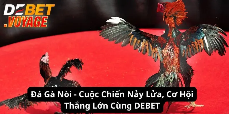Đá Gà Nòi - Cuộc Chiến Nảy Lửa, Cơ Hội Thắng Lớn Tại Debet 8 Đá Gà Nòi - Cuộc Chiến Nảy Lửa, Cơ Hội Thắng Lớn Tại Debet