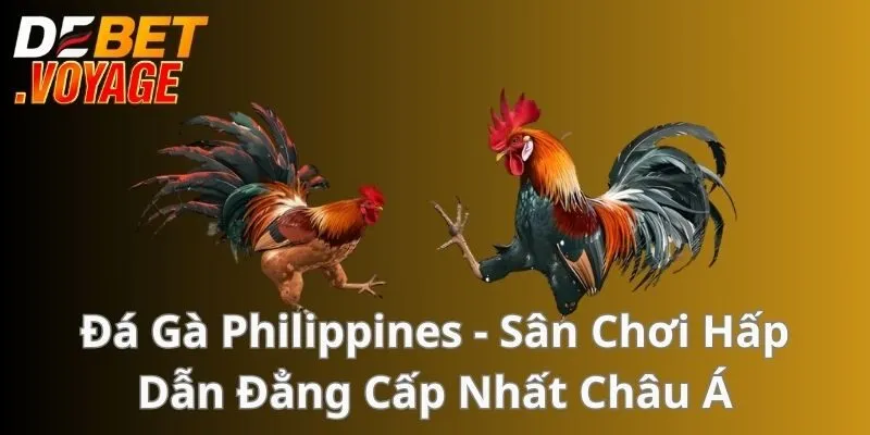 Đá Gà Philippines - Sân Chơi Hấp Dẫn Đẳng Cấp Nhất Châu Á 1 Đá Gà Philippines - Sân Chơi Hấp Dẫn Đẳng Cấp Nhất Châu Á