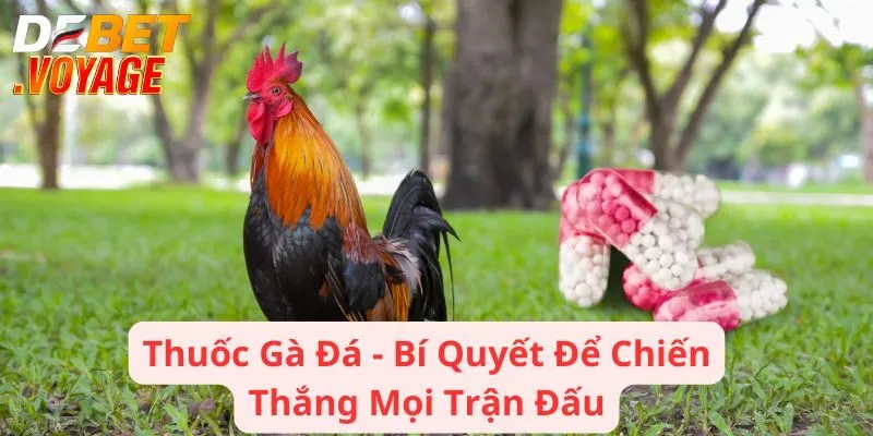 Thuốc Gà Đá - Bí Quyết Để Chiến Thắng Mọi Trận Đấu 6 Thuốc Gà Đá - Bí Quyết Để Chiến Thắng Mọi Trận Đấu