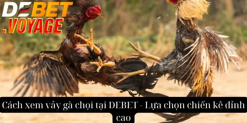 Cách xem vảy gà chọi tại DEBET - Lựa chọn chiến kê đỉnh cao 4 Cách xem vảy gà chọi tại DEBET - Lựa chọn chiến kê đỉnh cao